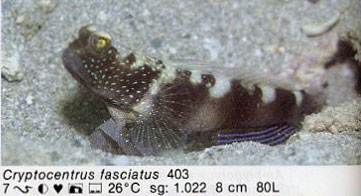 Cryptocentrus fasciatus